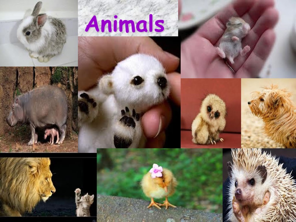 Animals